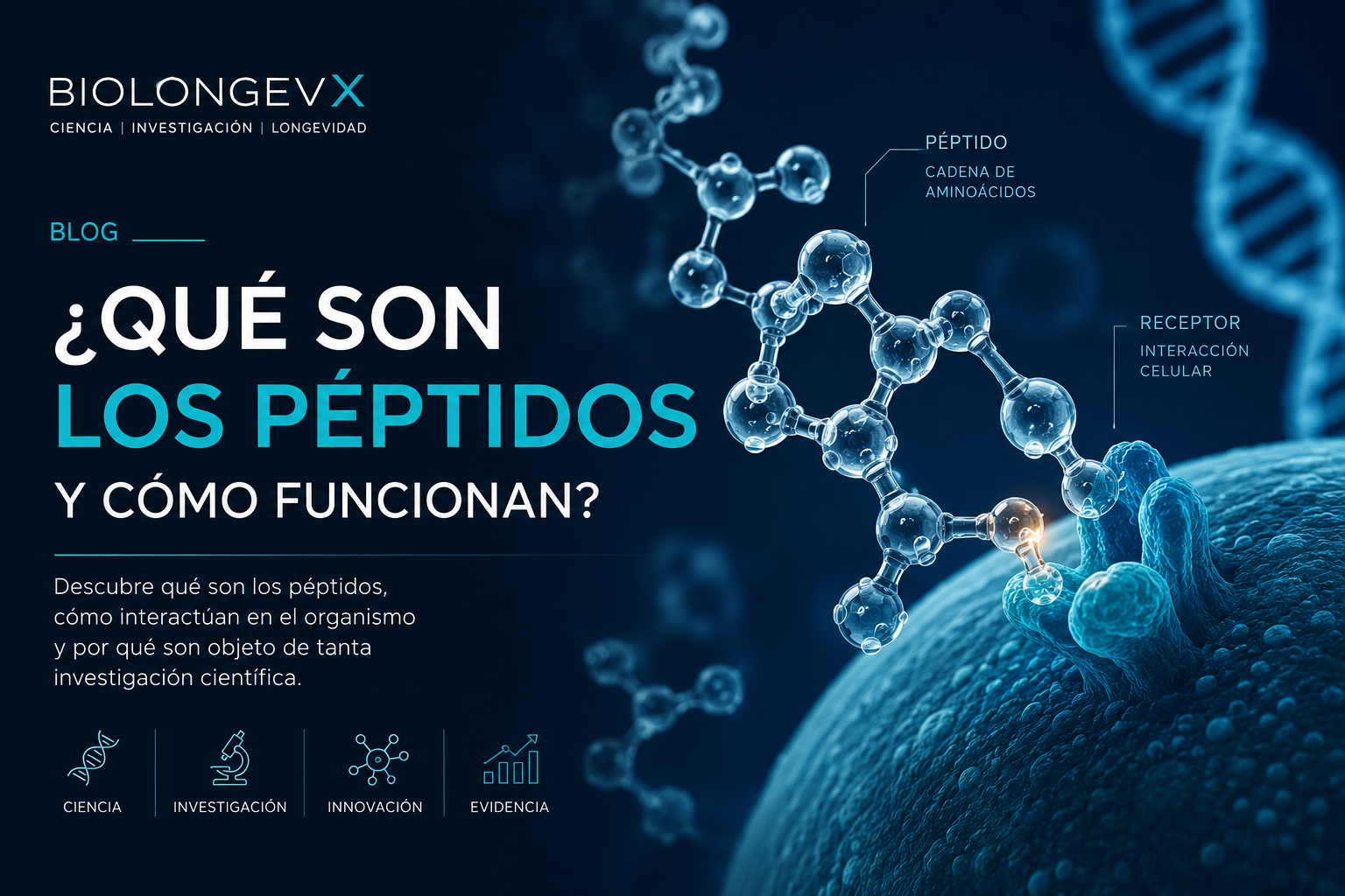 ¿Qué son los péptidos y cómo funcionan?